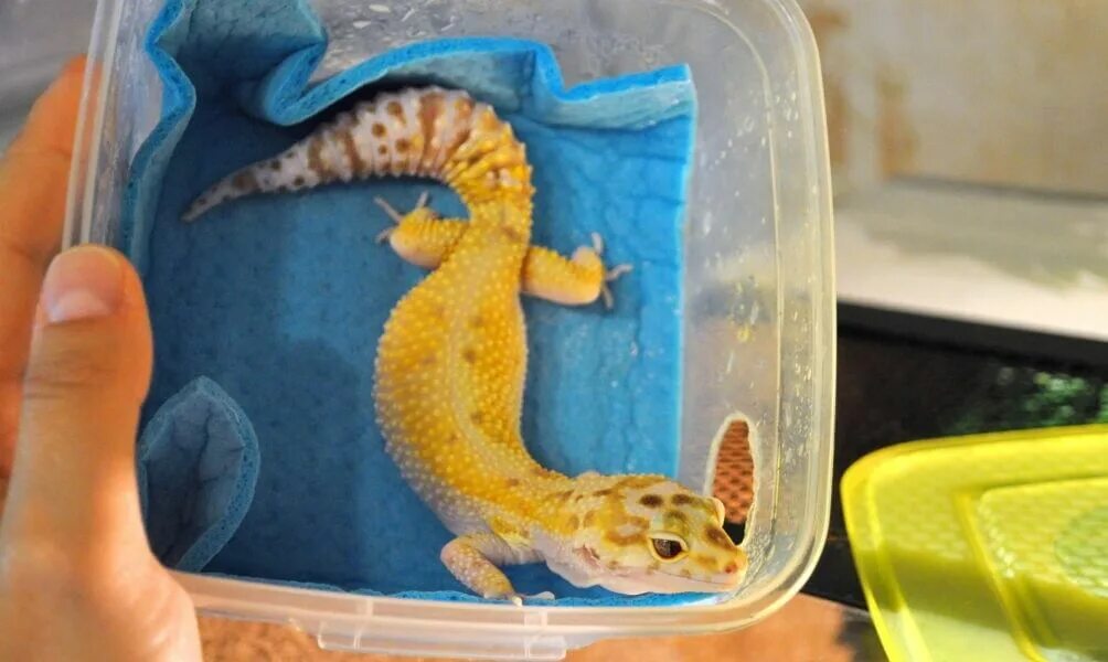 Эублефар влажная камера. Что такое влажная камера для эублефаров. Камера увлажнения для эублефара. Exo terra влажная камера. Эублефар влажная камера.