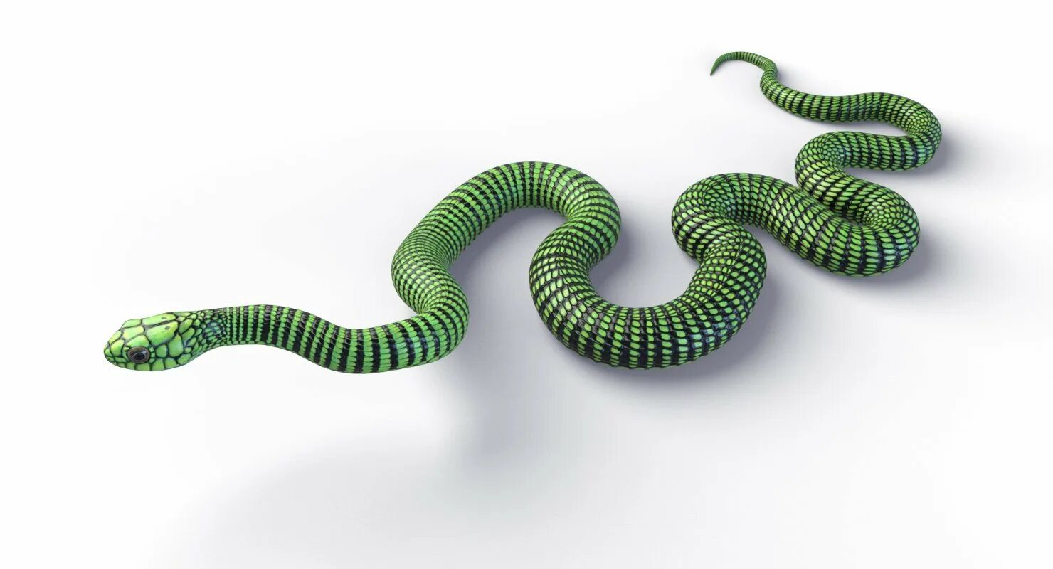 АТЕРИС змея. Змейка 3d (Snake 3d). Африканский бумсланг змея.