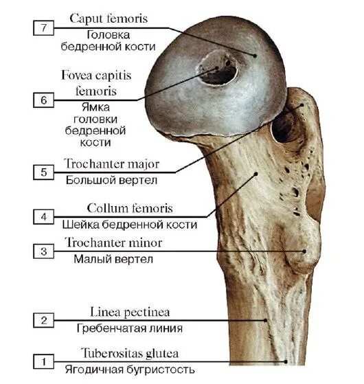 Верхний эпифиз бедренной кости. Строение головки бедренной кости. Бедренная кость проксимальный эпифиз. Верхний вертел бедренной кости.