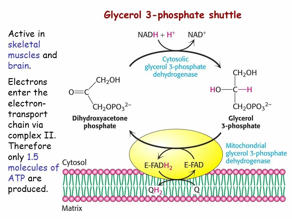 3 фосфат. Glycerol-3-phosphate shuttle. glycerol phosphate shuttle. глицерол 3 фосфат. альфа глицерол фосфат.