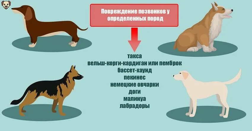 Собака трясется причины