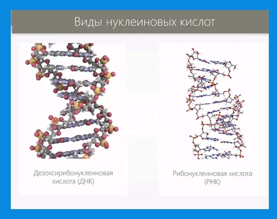 Макромолекулы нуклеиновых кислот. ДНК РНК белок макромолекула. ДНК Тип высокомолекулярного соединения. Особенности структур макромолекул нуклеиновых кислот ДНК.