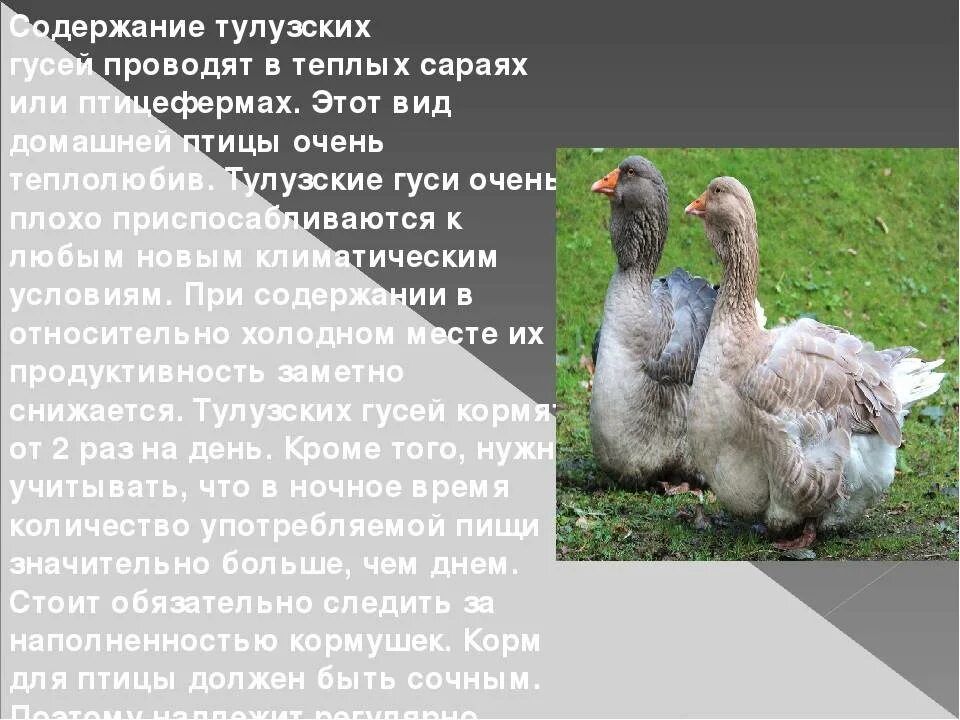 Содержание гусынь