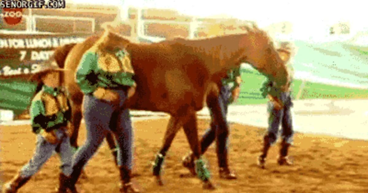 Танец с лошадью. Танцующая лошадь гифка. Лошадь танцует. Танцующие лошадки.