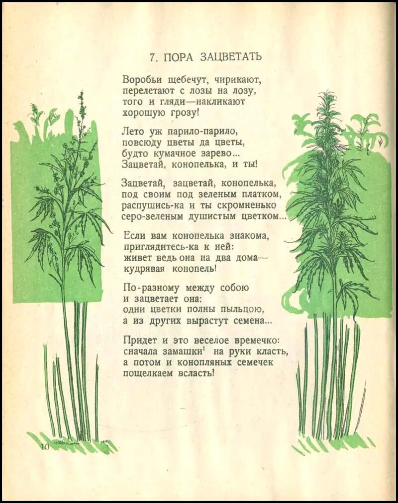 Стихотворение про лекарственные растения. Стихотворение о растении. Стих про траву. Стихотворение о растении. Стихи про растения.