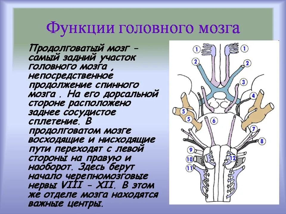 Роль продолговатого мозга. Дорсальная сторона продолговатого мозга. Продолговатый мозг ЦНС. Дорсальная поверхность. Нервы продолговатого мозга.