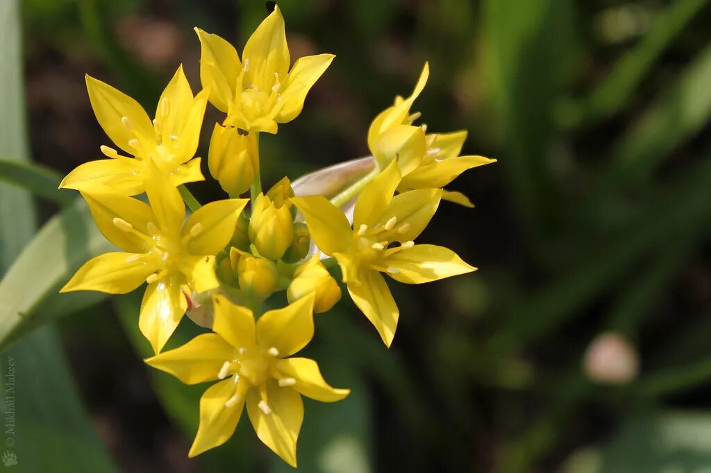 Лук молли фото. Аллиум моли. Allium Moly - лук моли. Лук Молли желтый. Лук декоративный Молли золотой.