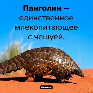 Чешуйчатый зверь панголин сканворд