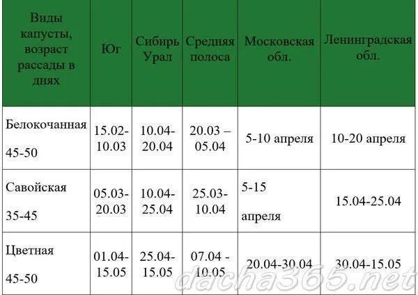 Когда можно высаживать капусту в грунт. Сроки посадки ранней капусты на рассаду. Когда сажать капусту на рассаду. Посев ранней капусты на рассаду сроки. Посев поздней капусты на рассаду сроки.