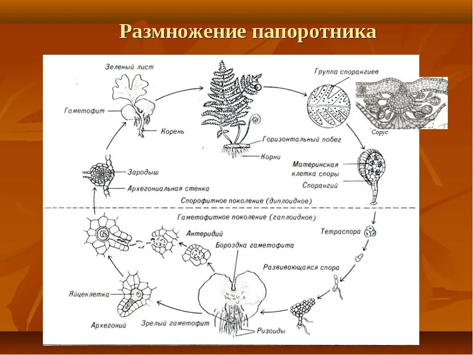 Сорус гаметофит. Цикл размножения папоротников схема. Цикл развития папоротника схема. Размножения папоротников цикл развития схема. Цикл развития папоротника щитовника мужского.