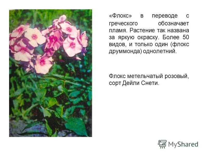 Флокс кай. Информация о флоксах краткое. Стихи про флоксы. Флокс легенда о цветке. Таблица подкормки флоксов.