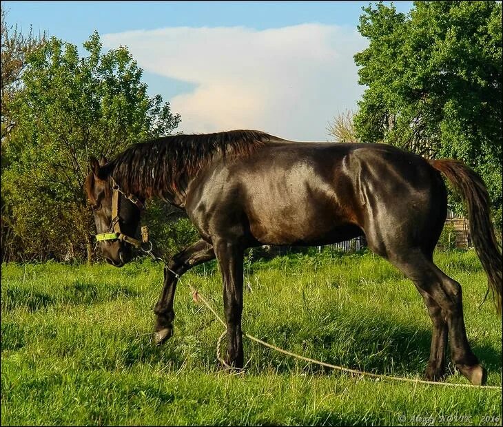 Буцефал. Лошадь Буцефал. Жеребец Буцефал. Буцефал конь фото.