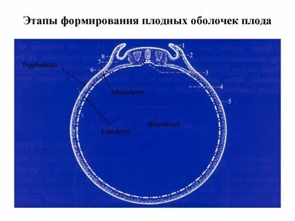 Формирование оболочек