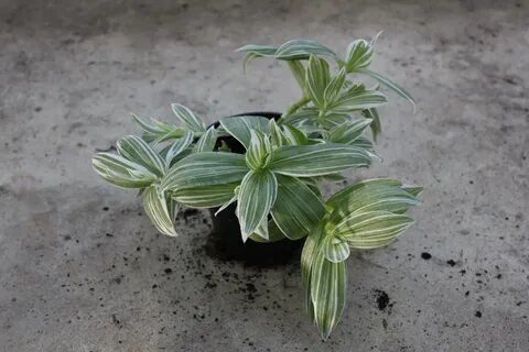 Какие корни у традесканции