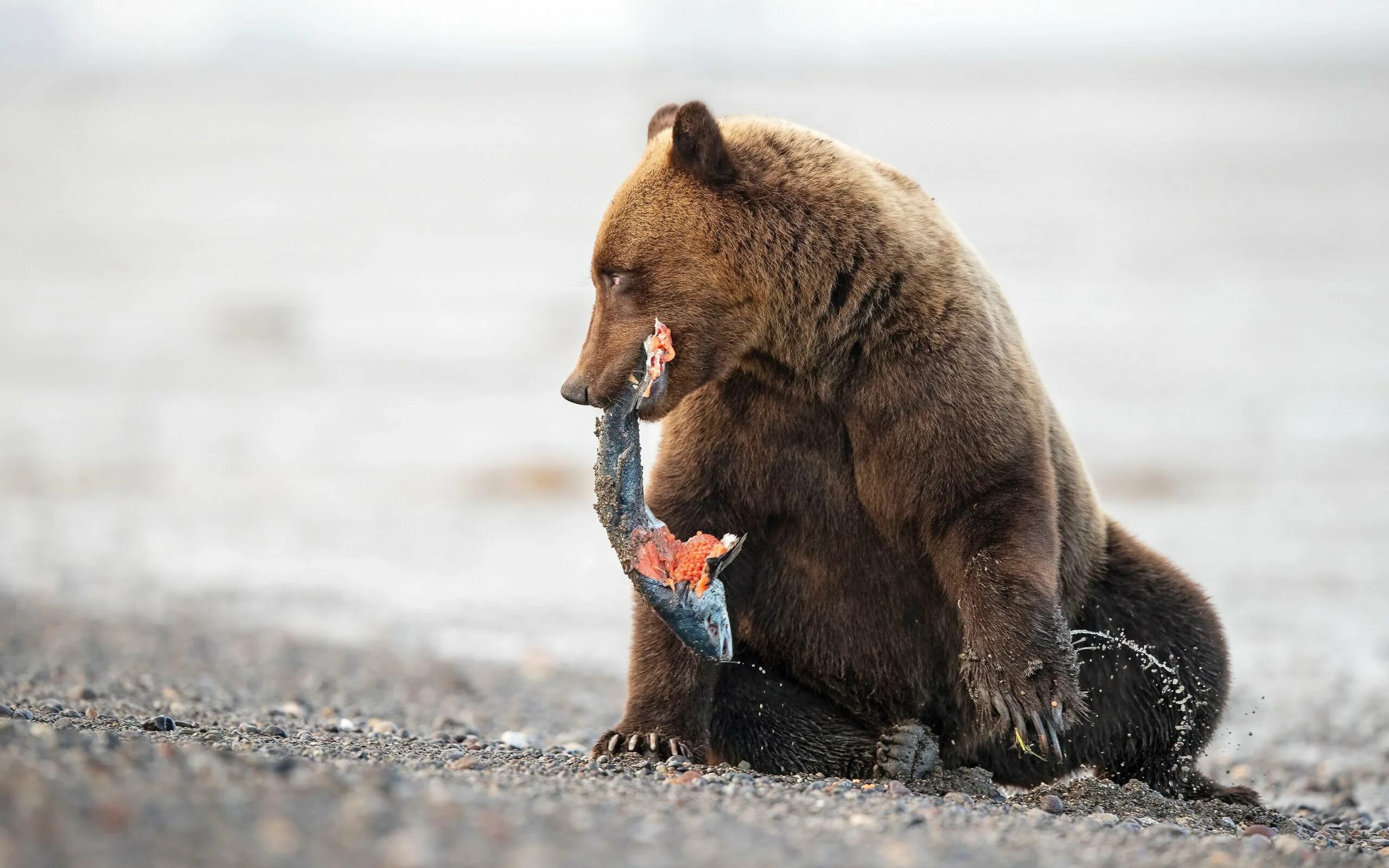 Медведь что нибудь вкусненькое. Медведь. медведь с рыбой. медведь сидит. медвежонок с рыбой.