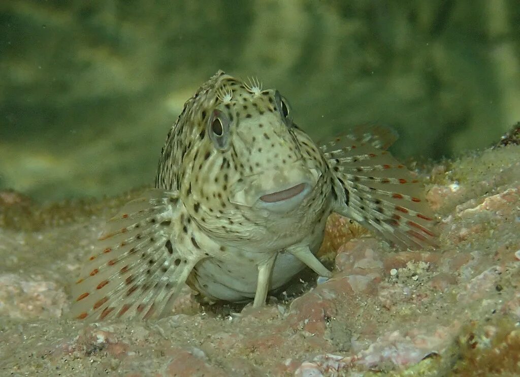 Рыба собака Черноморская. Parablennius sanguinolentus. Морская собачка рыба черное море. Рыба собака в черном море.