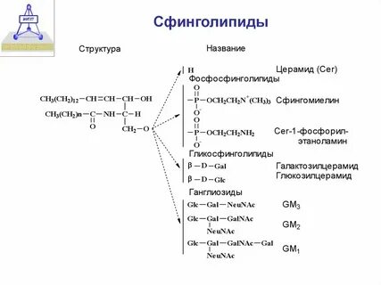 Сфинголипиды биохимия
