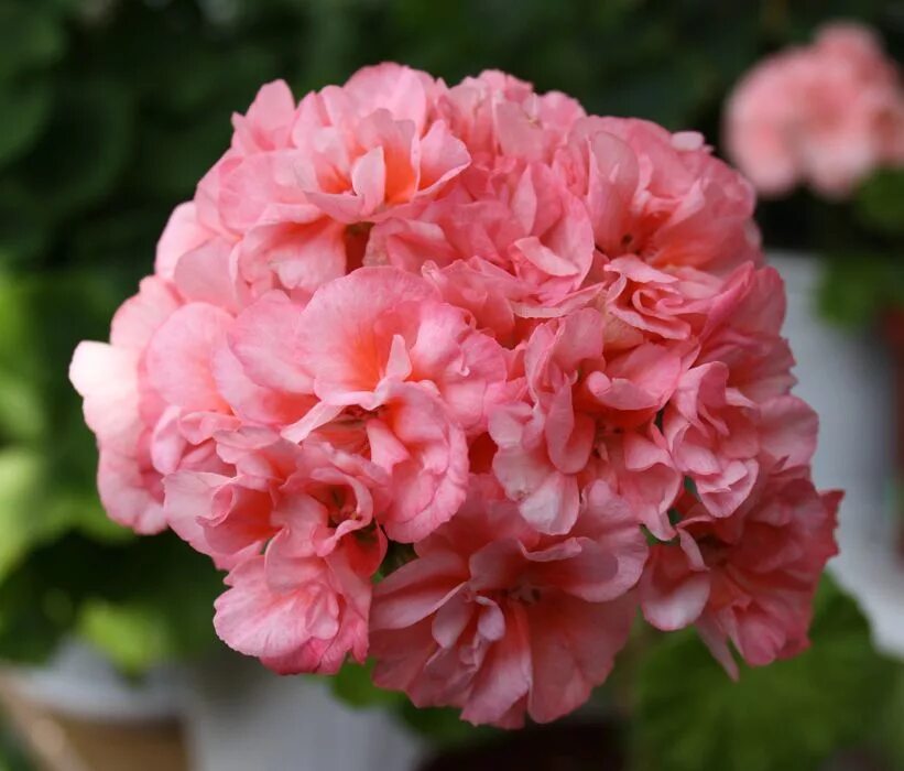 пеларгония edward. герань эдвардс элеганс. пеларгония эдвардс бланше. пеларгония зональная эдвардс элеганс. пеларгония edward.