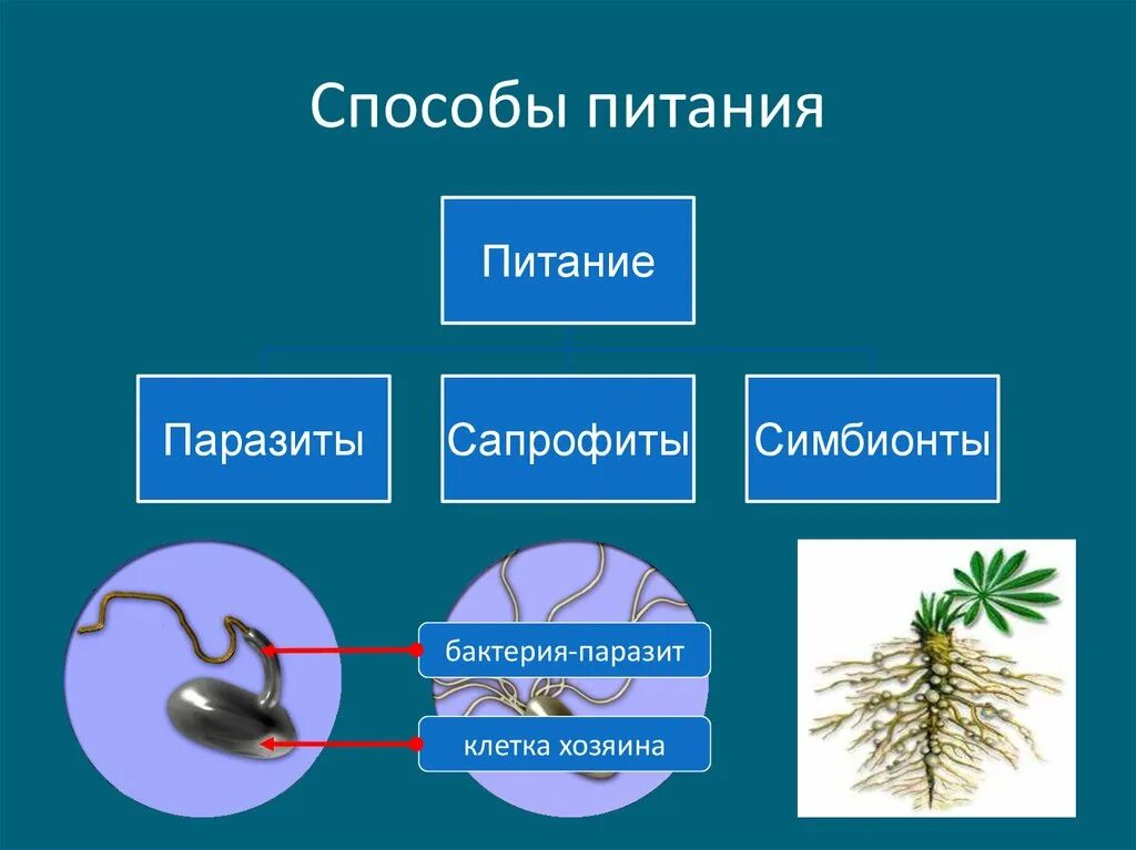 Питание клетки бактерии. Способы питания паразитов. Способы питания бактерии сапрофиты и паразиты. Способы питания животных паразитов. Питание бактерий паразитов.