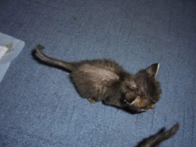 Котята не от него. Месячные котята фото.