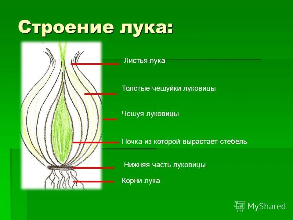 Какие корни отрастают от стебля у луковицы. Лук репчатый строение стебель. Строение луковицы стебель и листья.