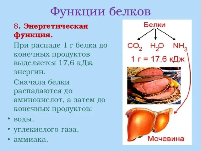 Ответ энергетическую функцию в клетках выполняет. Ответ энергетическую функцию в клетках выполняет