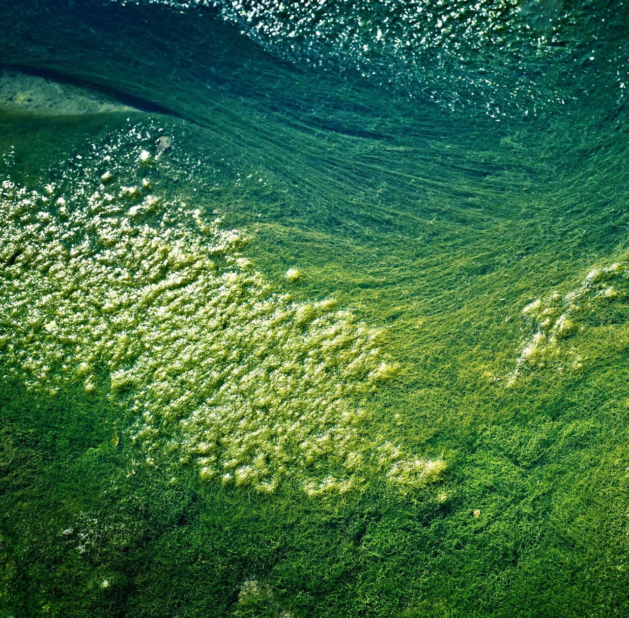 Фитопланктоном называют. Цианобактерии водоросли. Фитопланктон зеленые водоросли. Цианеи водоросли. Синезелёные водоросли цианобактерии.