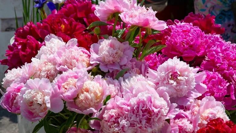 Пионы pink