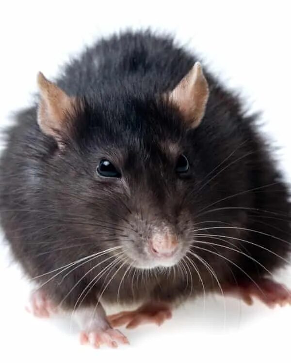 Сонник черных крысы. Черная крыса. Крыса чёрная домашняя. Большая черная крыса. Крыса анфас.
