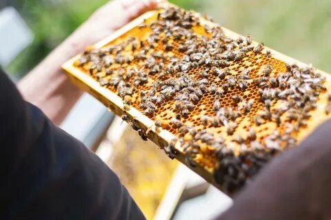 Лакомство пчел