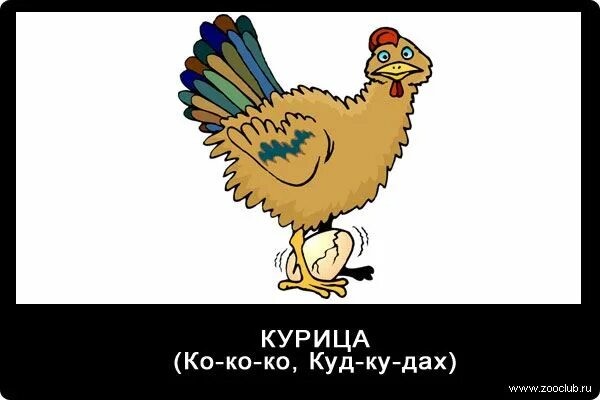 Как звучит курица. Голос курицы. звуки животных для детей. как подает голос курица. голос куритсы.