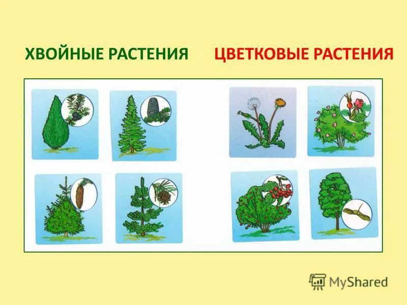 Хвойные и двудольные растения. Хвойные и цветковые растения. Хвойные и цветковые растения 2 класс. Хвойные растения 2 класс. Хвойные растения презентация.