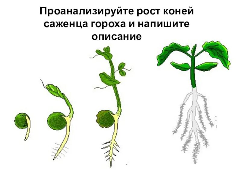 Корень проростка гороха. Корневая система проростка фасоли. Строение проростка гороха. Строение проросшего корня гороха. Эволюция гороха