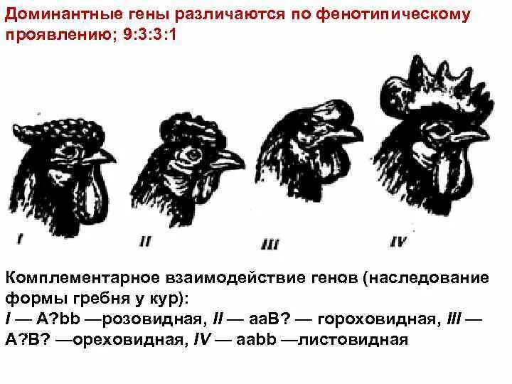 Доминантные признаки у кур. Наследование гребня у кур. Наследование формы гребня у кур. Наследование формы гребня у кур комплементарное взаимодействие. Форма гребня у кур.