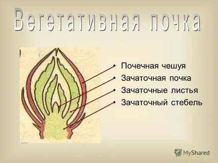 Что является зачатком будущего растения