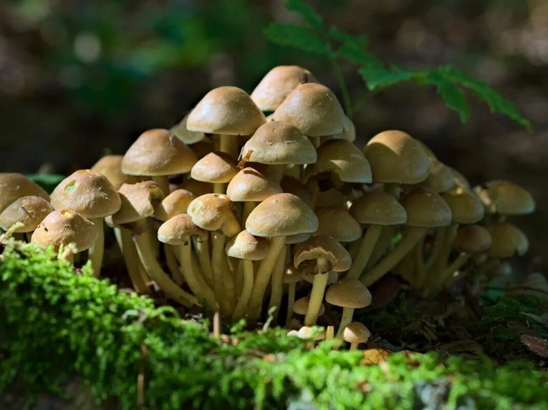 Hypholoma fasciculare. Ложноопёнок серно-жёлтый. Поганка ложный опенок. Опята и поганки. Грибы опенок поганка