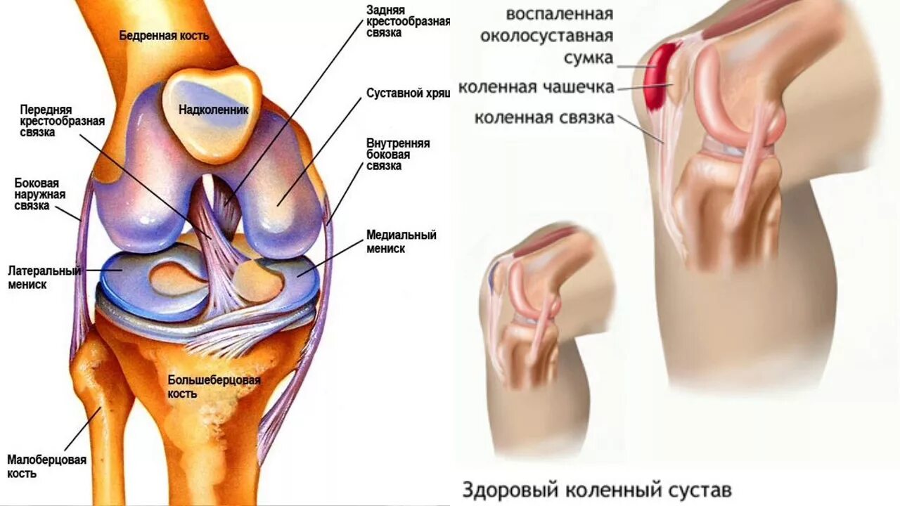 Строение мышц коленного сустава человека