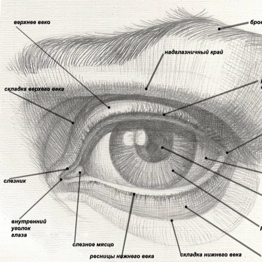 Схема построения глаза человека. Строение глаза для рисования. Строение века глаза человека схема. Внутренний уголок глаза строение. Поддерживает форму глаза