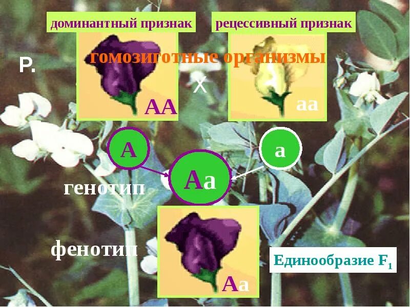 Гетерозиготный тип наследования. Доминантные и рецессивные гены. Доминантные и рецессивные гены. Рецессивный признак ген которого. Рецессивные гены.