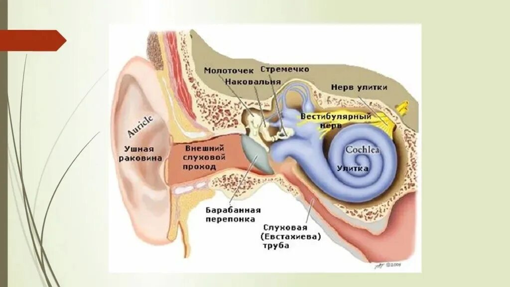 Слуховая труба вестибулярный аппарат. Строение периферического отдела слухового анализатора. Барабанная перепонка строение уха. Слуховой анализатор анализатор. Евстахиева труба анализатор.