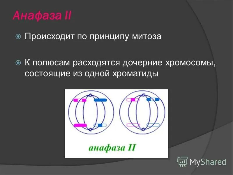 Характеристика анафазы митоза. Анафаза мейоза 1. Хромосомы к полюсам мейоз. Хроматиды к полюсам клетки. Хроматиды расходятся к полюсам клетки.
