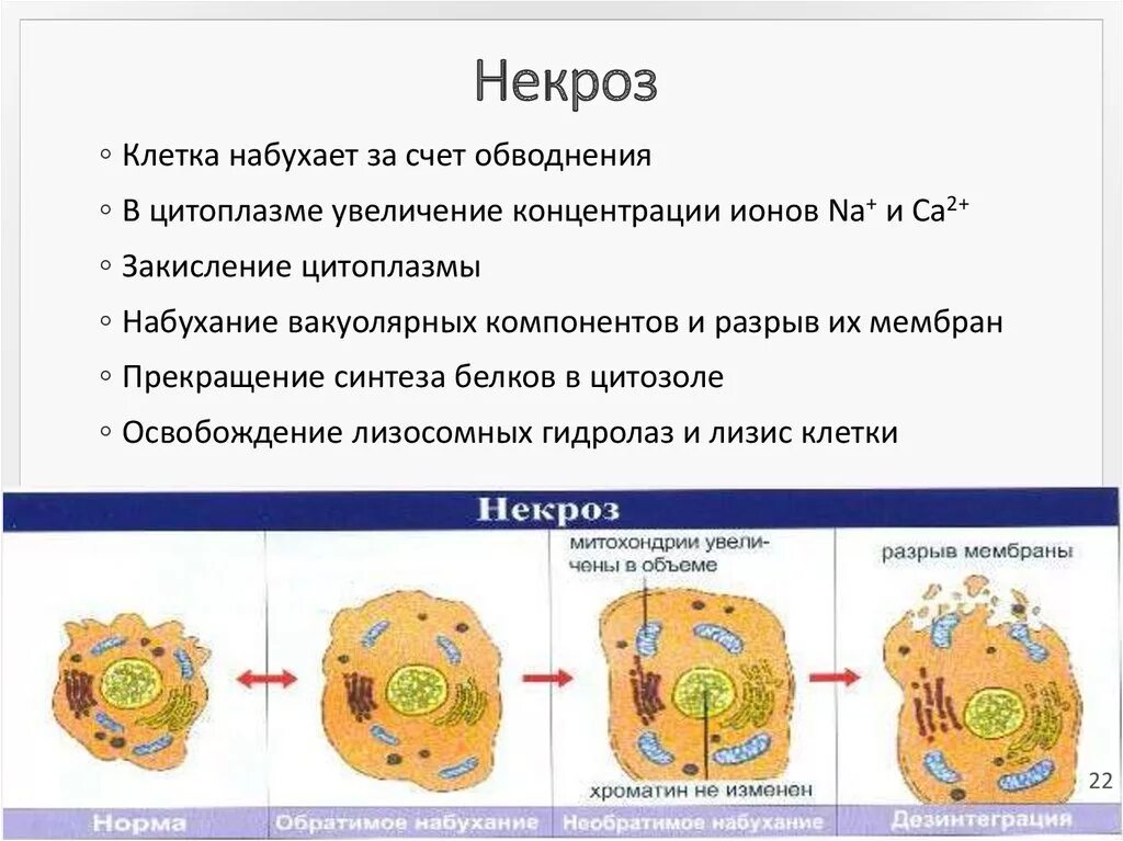 Физическое состояние клетки. Схема гибели клеток при некрозе и апоптозе. Процесс происходящий в клетках при некрозе. Схема гибели клеточного ядра. Гибель клетки апоптоз и некроз схема.