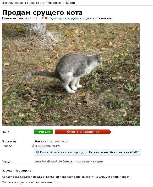 Гадит кот форум