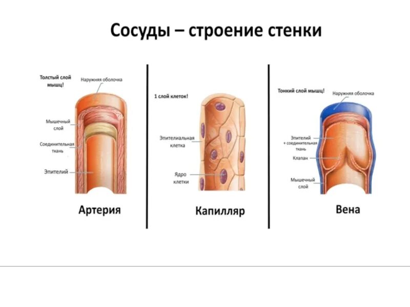 Сосуды сосудов и нервы сосудов расположены. Строение стенки сосудов анатомия. схема строения стенки артерий вен капилляров. строение стенки сосуда капилляры.
