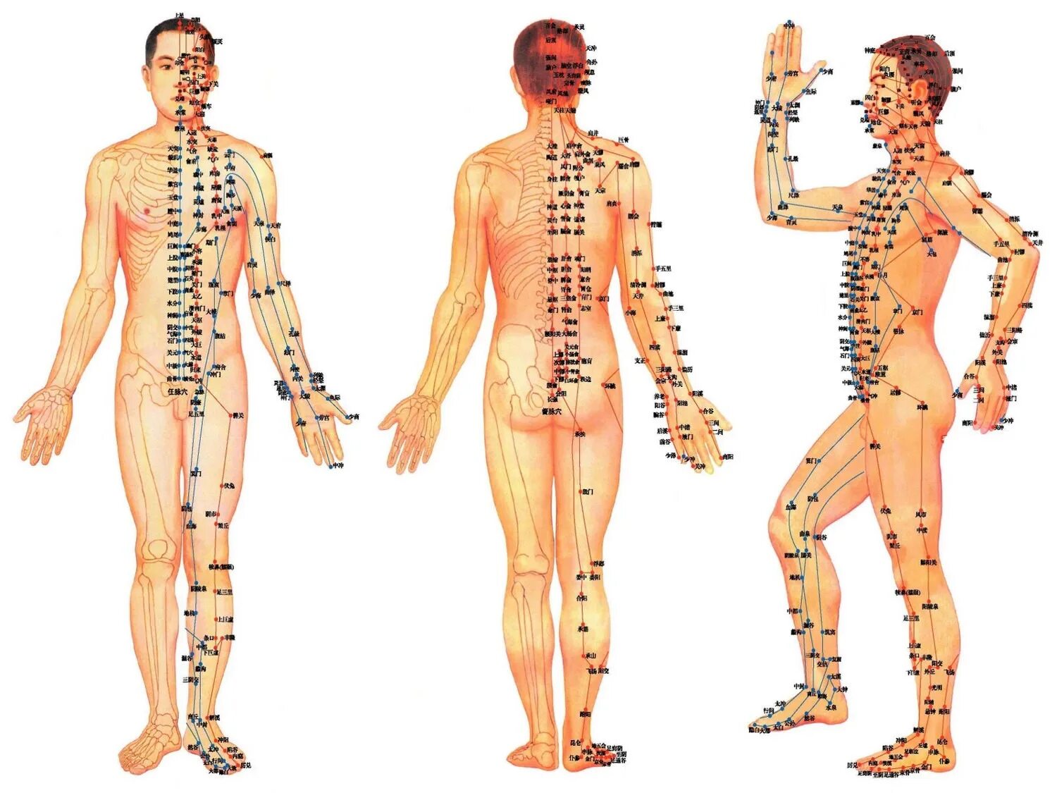 Названия точек человека. Акупунктурные точки на теле человека китайская медицина. Энергетические меридианы человека китайская медицина. Акупунктурные точки и меридианы на теле человека. Точки акупунктуры на теле человека атлас.