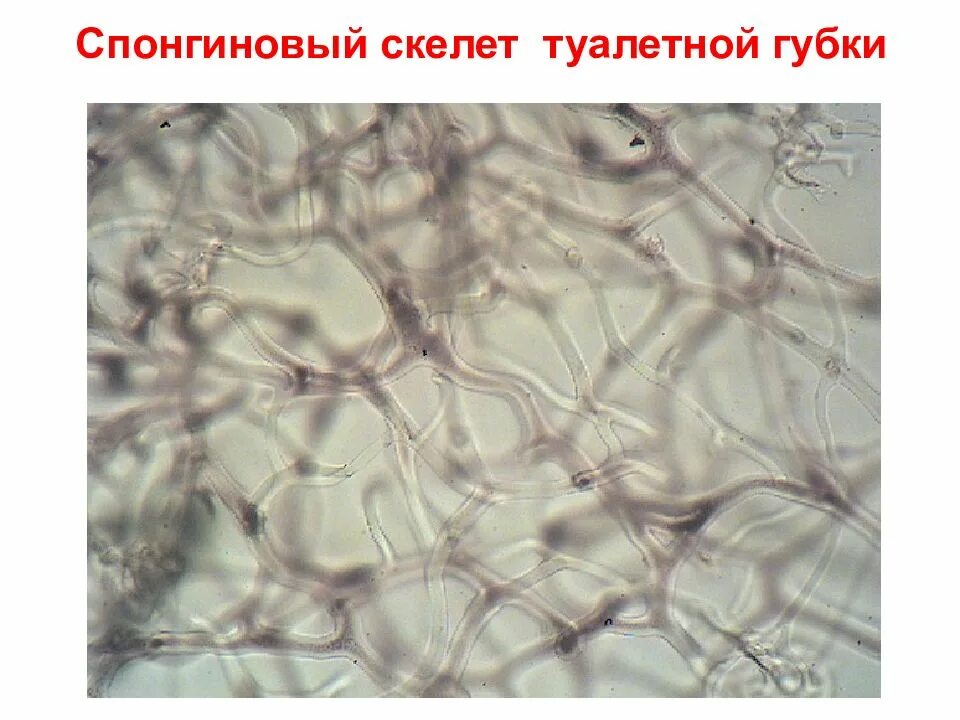Спонгиновый скелет туалетной губки. Губка под микроскопом. Спонгиновые волокна. Морская губка под микроскопом.