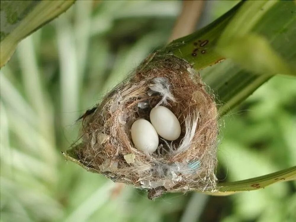 Колибри гнезда и яйца. Гнездо Колибри. Яйца птички Колибри. Яйца и птенцы Колибри.