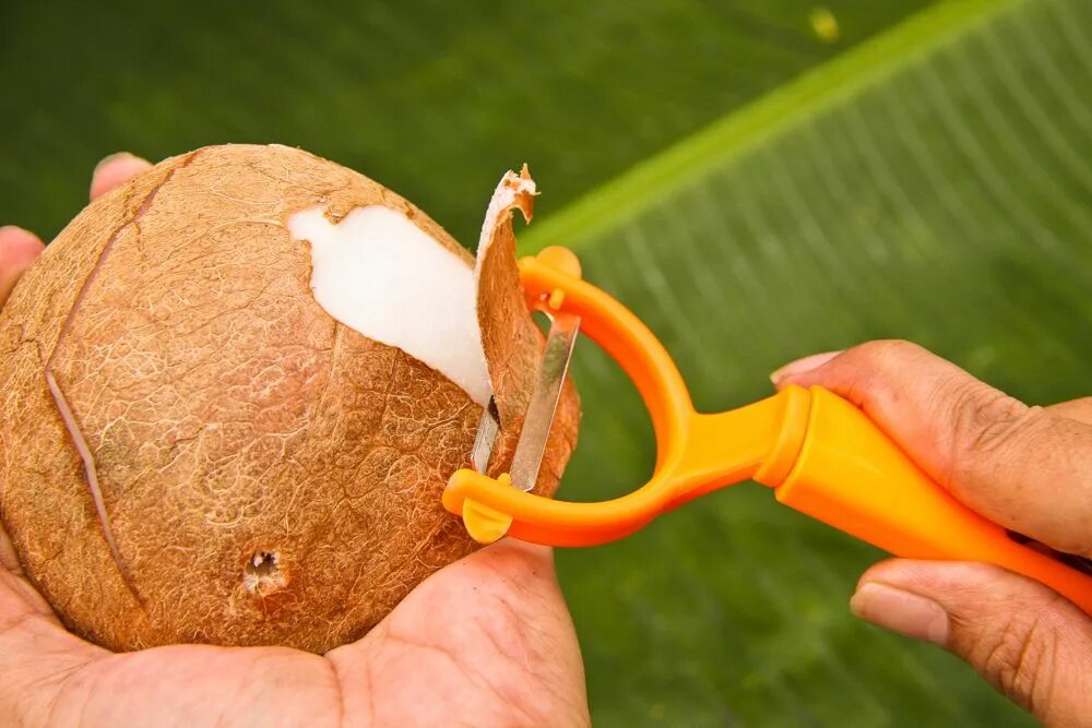 Жесткая кожура. Кокос в кожуре. Поделки из кокоса. Поделки из кокосового ореха. Мякоть кокоса.