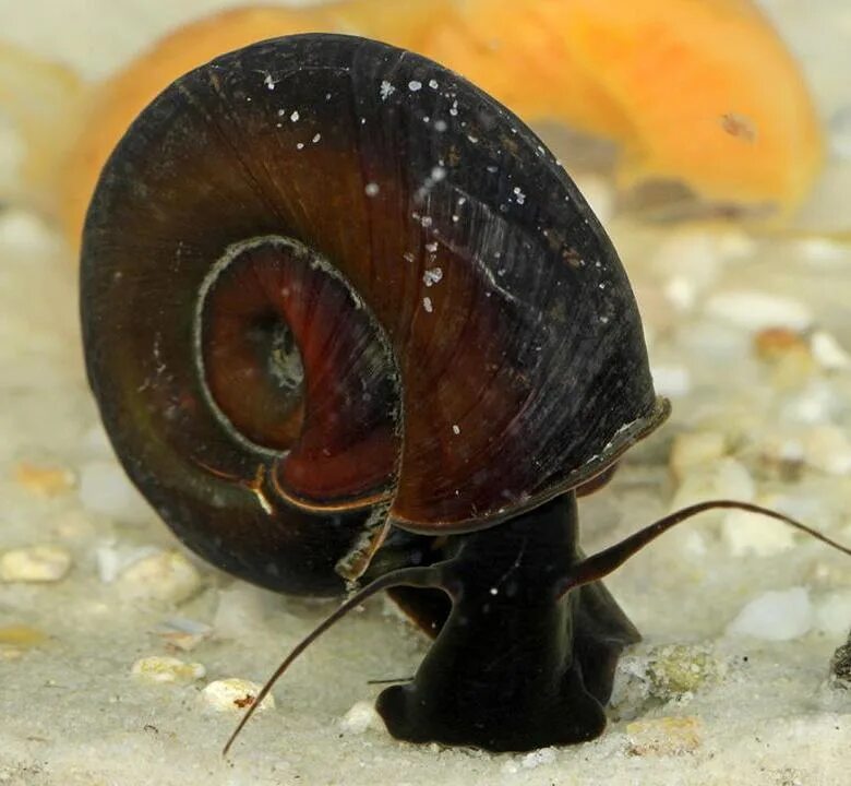 Улитка дьявол. Ramshorn Snail улитка катушка. Аквариумная улитка Мариза. Аквариумная улитка Мариза катушка. Ампулярии и катушки.