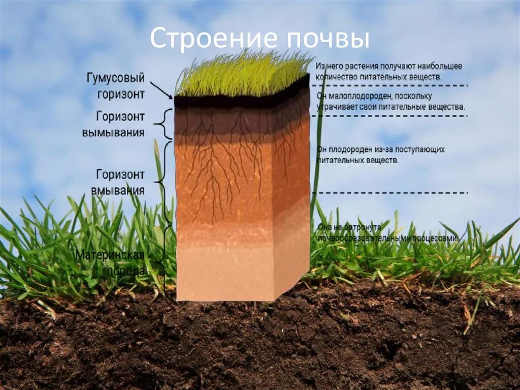 Плодородие д. Структура почвы почвенные горизонты. Строение почвы гумусовый Горизонт. Почва в разрезе. Слои почвы в разрезе.